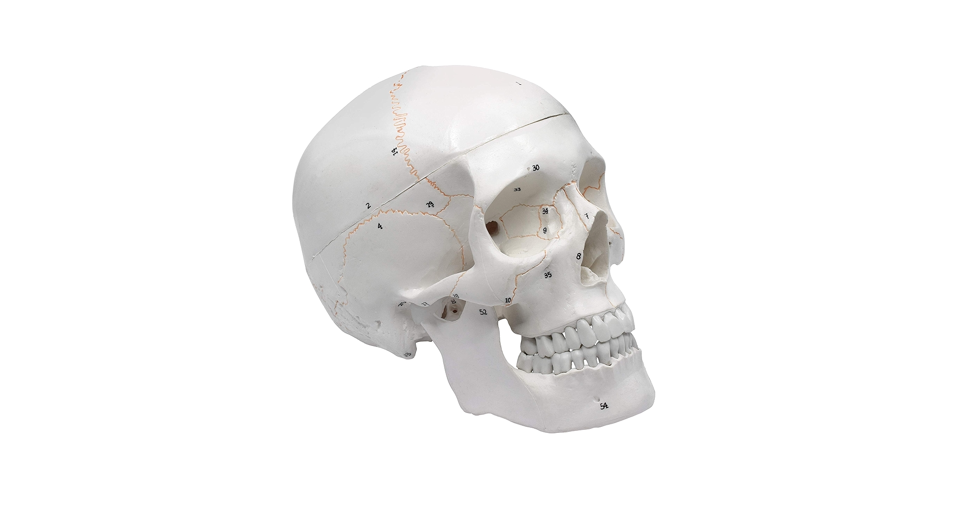 valiem MM SKULL(BONE) Sサイズ Replica 1-year-old Human Child with Calvarium Cut Skull For
